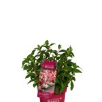 Hortenzia metlinatá (Hydrangea paniculata) ´GROUNDBREAKER® RUBY´ by LIVING CREATIONS®´ - výška 10-20 cm, kont. C2L